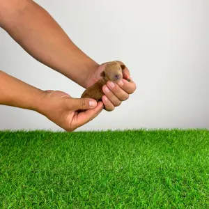 Poodle Toy - Zingo