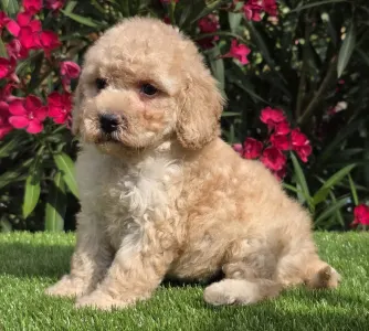 Cavapoo - Jenny