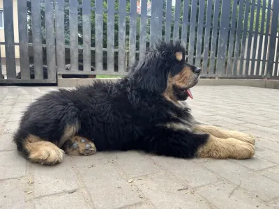 Tibetan Mastiff - Menyhért 