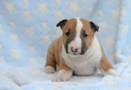 Miniatűr bullterrier - Neil