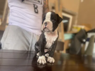 Deutscher Boxer - Lana