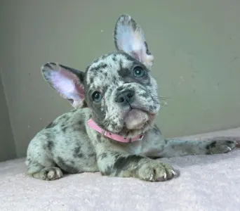 Francia bulldog - Megan