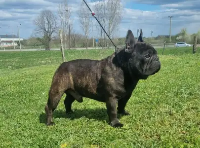 Bulldog francez - Hamilton