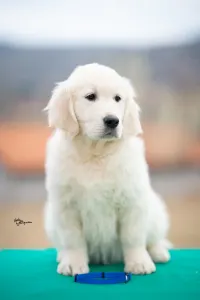 Golden Retriever - Blue Boy