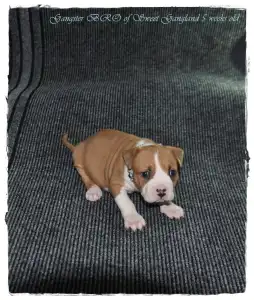 Amerikanischer Staffordshire Terrier - Gangster Bro