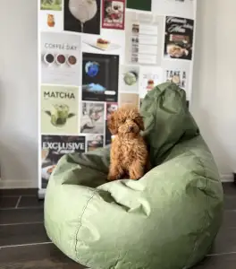 Poodle Miniature - Tinka