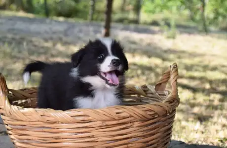 Border Collie - Dazzling Borders Artistic Mind 