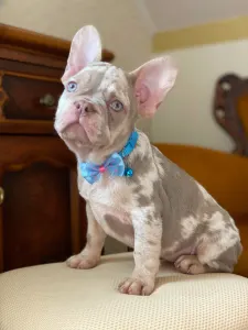 French Bulldog - Arabella