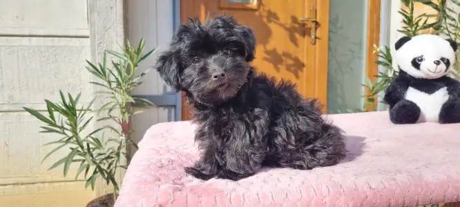Maltipoo - Zora