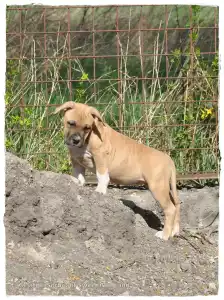 Amerikanischer Staffordshire Terrier - Gelatelli Sorbet