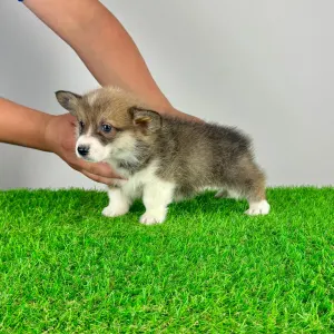 Welsh Corgi Pembroke - Sissy