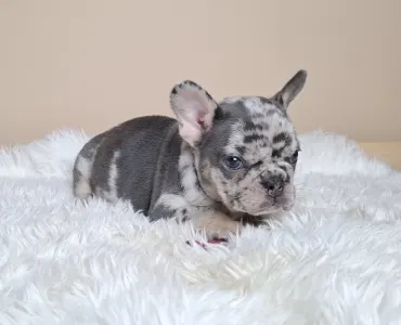 French Bulldog - Zazi