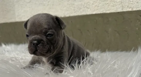 Bulldog francez - Jax