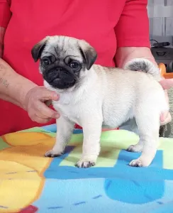 Pug - Gina 