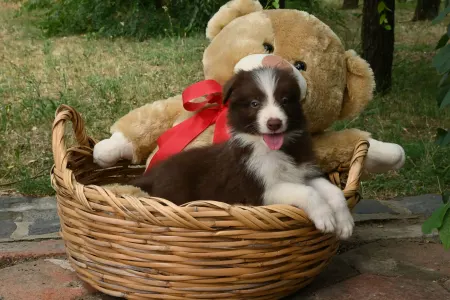 Border Collie - Dazzling Borders Beyond Dreams