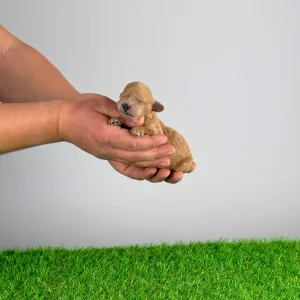 Trpasličí pudl - Ninca