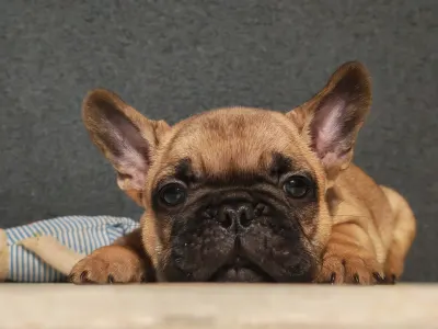 Bulldog francez - E. T.