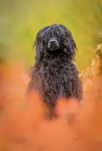 Portugiesischer Wasserhund - Patrícia