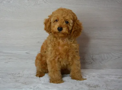 Poodle Miniature - Rebby