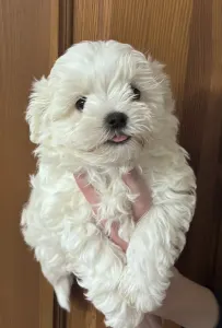 Malteser - White Silk Danny