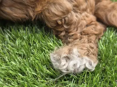 Cavapoo - Jonny