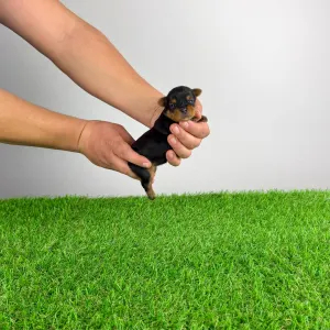 Yorkshire Terrier - Pola