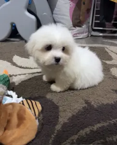 Coton de Tulear - Blanca