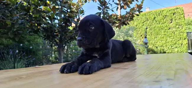 Cane Corso - Buster