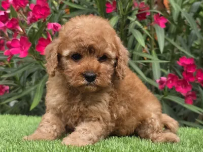 Cavapoo - Johanna