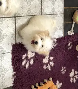 Coton de Tuléar - Monroe