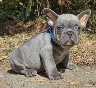 French Bulldog - Sam Silver Blue