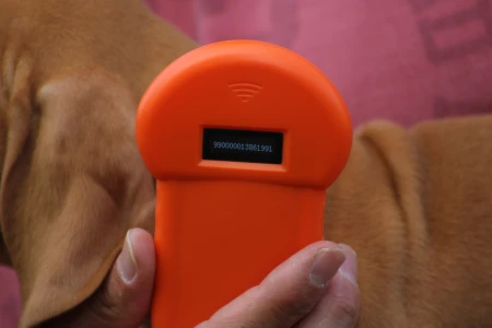 Rövidszőrű magyar vizsla - Rabló