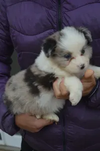 Border Collie - Monaco