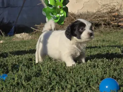 Tibeti terrier - Ju 
