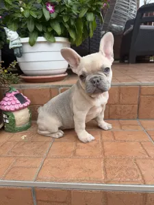 Buldog francuski - Misy