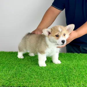 Corgi galez Pembroke - Cosima