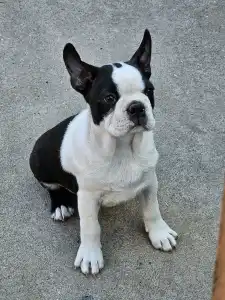 Terrier de Boston - Victorias Grande Elvis