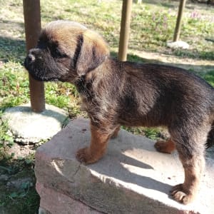 Border Terrier - Cicaűző-Apród