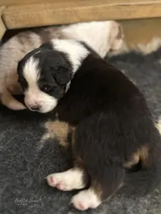 Australian Shepherd - Budnat Aussies Golden Gatekeeper " Kate"