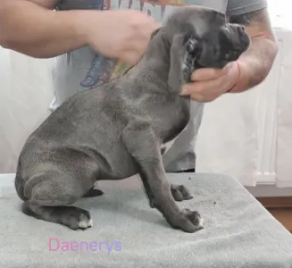 Cane Corso Italiano - Forza Di Diavolo Daenerys