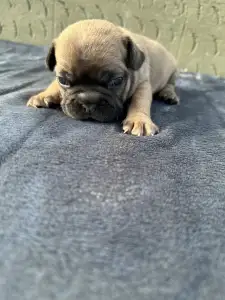 Francuski buldog - Hektor