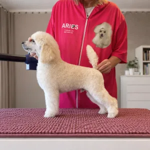 Стандартный пудель - Green