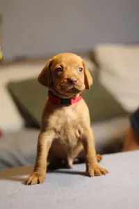 Hungarian Short-haired Vizsla - Ferrari
