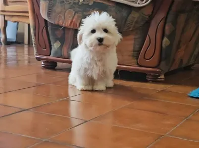 Coton de Tulear - Teo