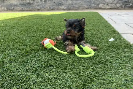 Yorkshire Terrier - Zoé