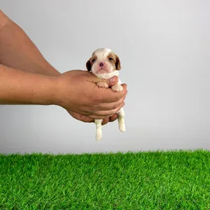 Cavalier King Charles Spaniel - Franky