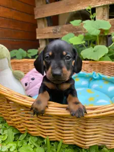 Dachshund - Plutó