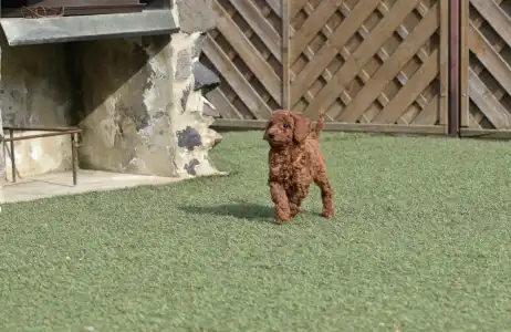 Barbone nano - Bravados Denis