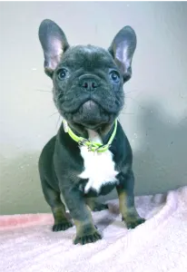 Francia bulldog - Logan