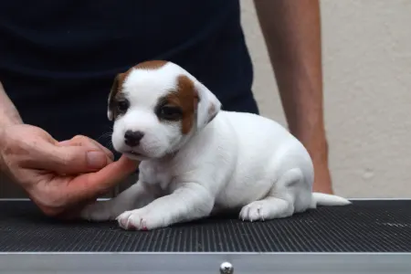 Jack Russell Terrier - Gold Leash Yuki
